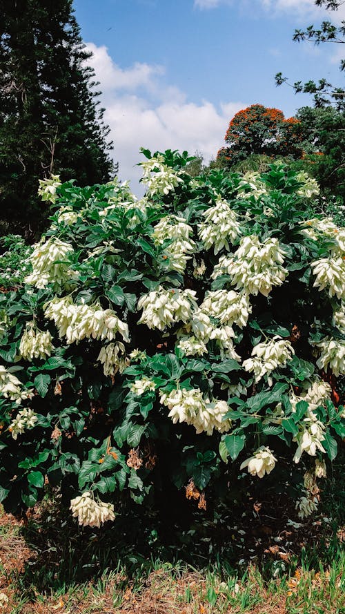 Clusters of White Flowers on Tree