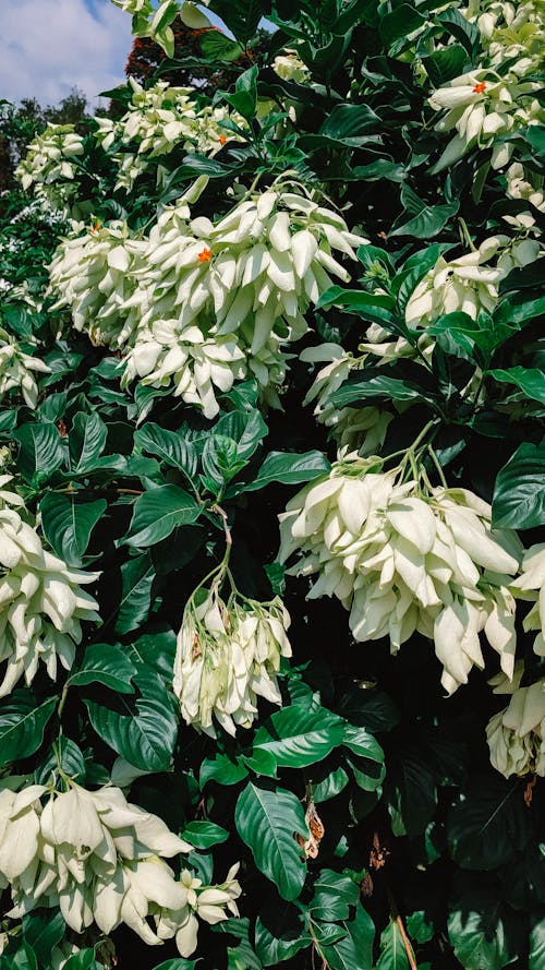 Shrub with Lush Foliage