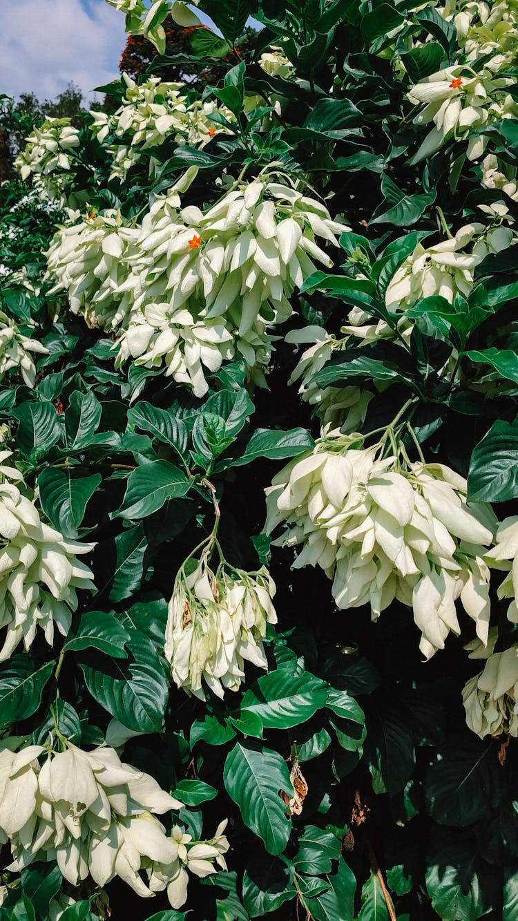 Shrub With Lush Foliage