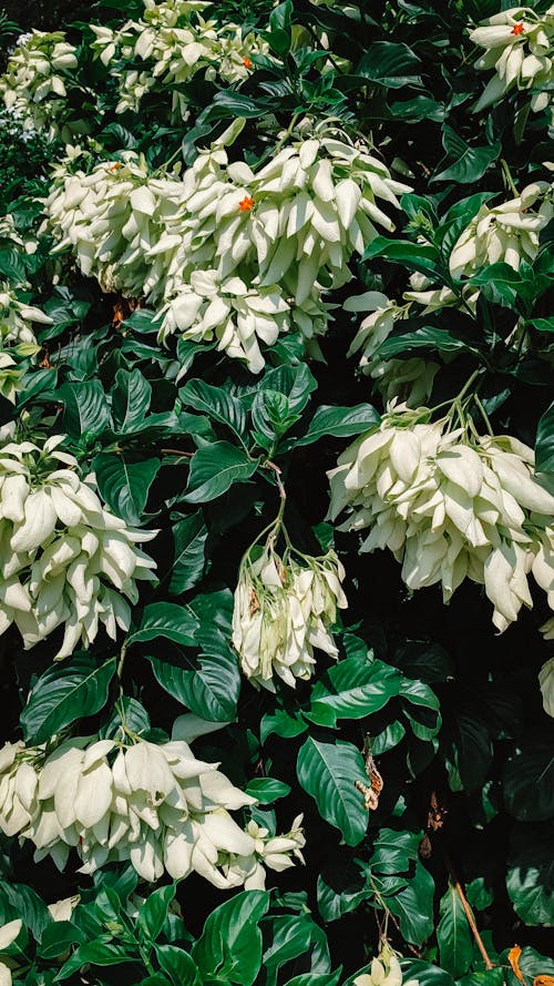 Close-Up Shot of Blooming White Flowers