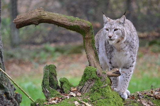 Luchs