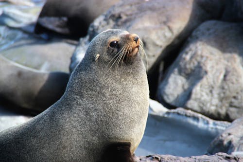 Free Seal Beside Rocks in Close Up View Stock Photo