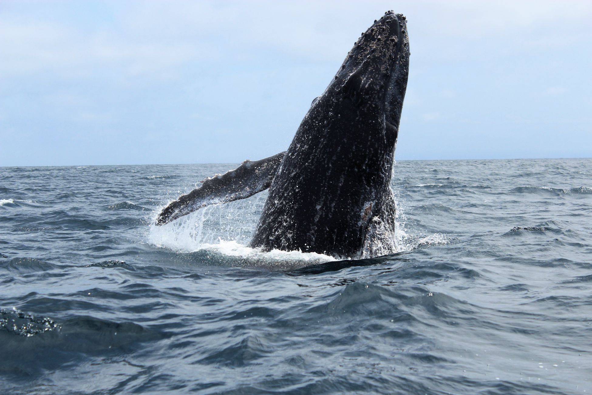 Bultrug gespot in Westerschelde, vaart alert ingesteld