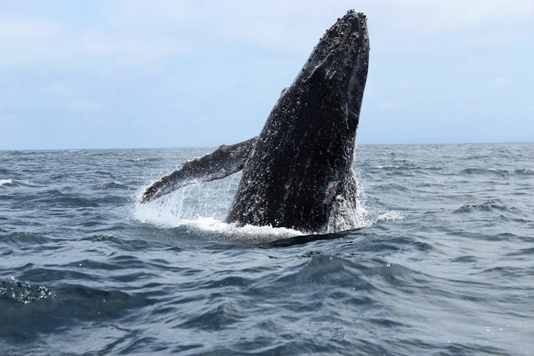 Humpback Whale Emerging From Water