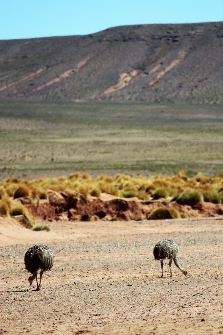 Ostriches Eating On Grassland