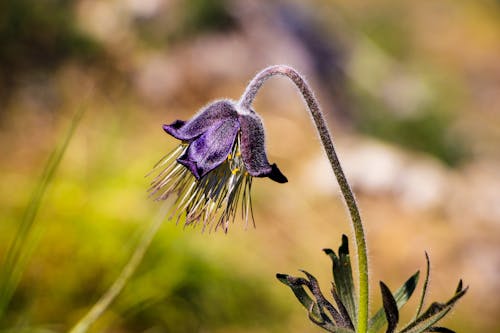 Close Up Photo of a Blooming Purple Flower