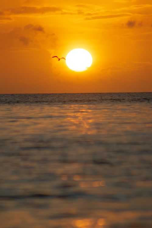 Free Beautiful sunset over the ocean in Grenada with vibrant golden hues and a soaring bird. Stock Photo