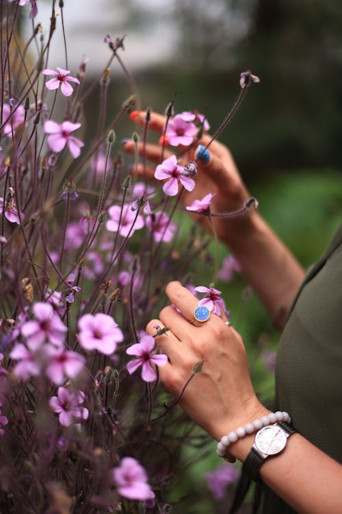 꽃이 피는, 보라색 꽃, 손의 무료 스톡 사진