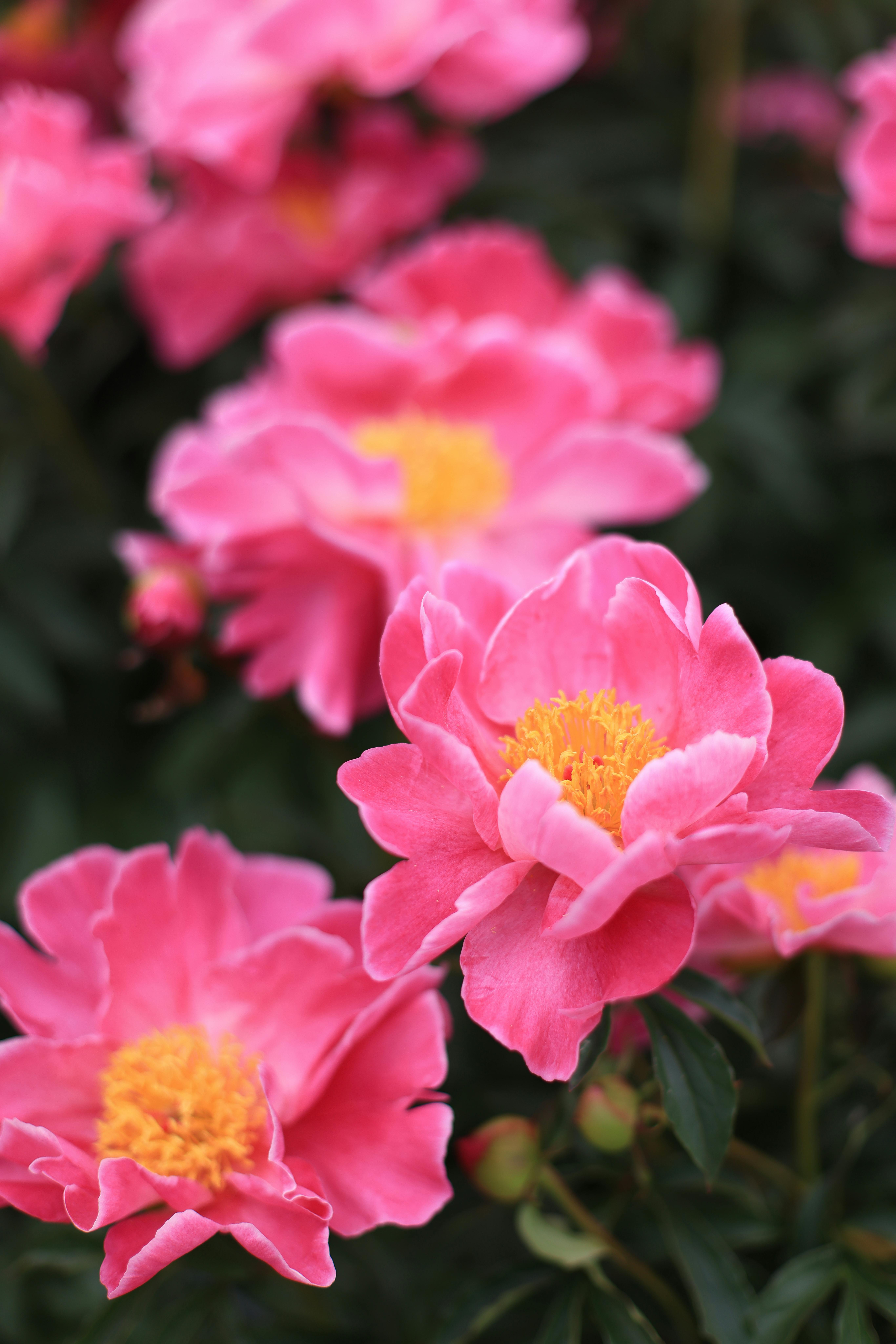 Beautiful Pink Flowers in Bloom · Free Stock Photo