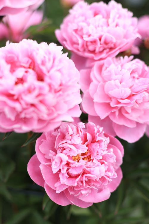 Pink Peony Flowers in Close Up Photography