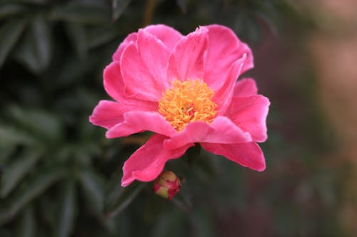 Pink Camellia Flower in Close Up Photography