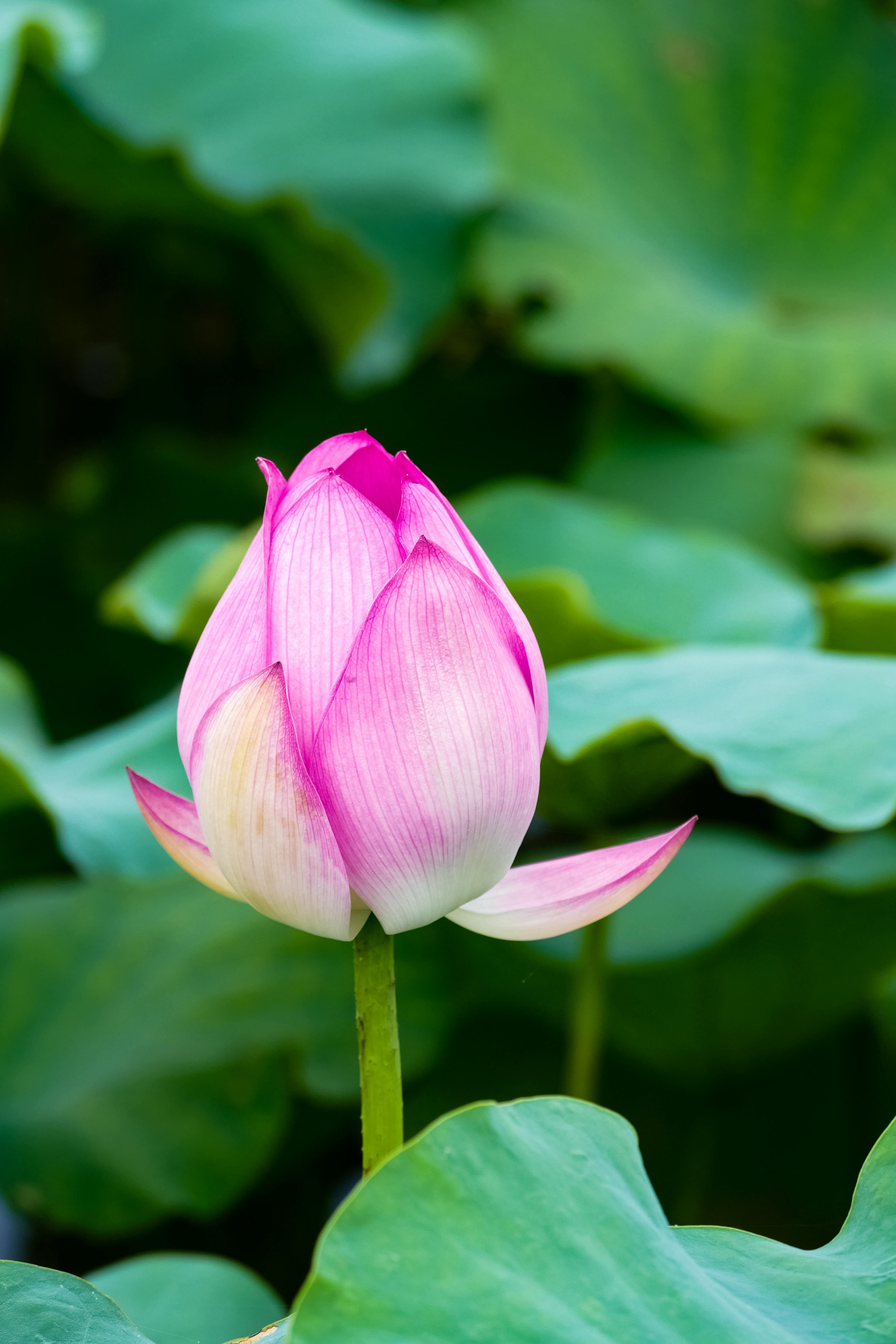 Close-up of a vibrant pink lotus flower amidst lush green leaves in Vietnam.