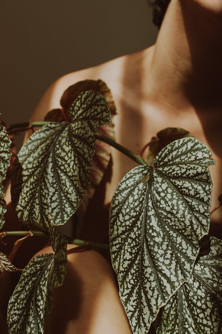 Person Behind A Begonia Plant