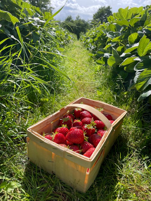 Strawberries in Wooden Wicker Basket on Farm