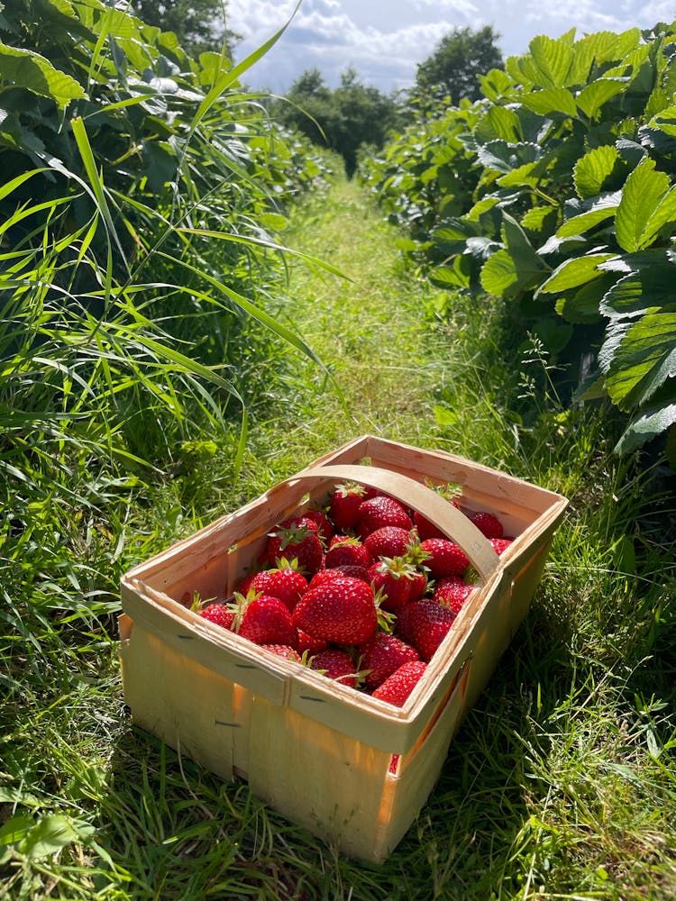 Strawberries In Wooden Wicker Basket On Farm