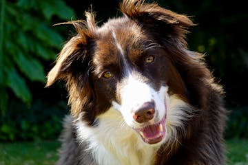 Brown Border Collies: History, Traits, and Popularity