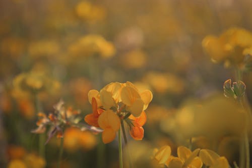 Photos gratuites de délicat, fermer, fleur jaune