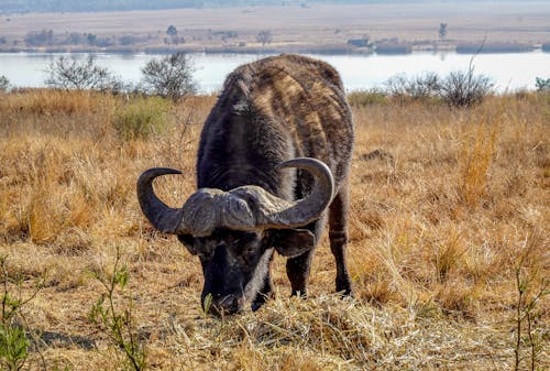 Ingyenes stockfotó afrikai bivaly, állat, állatfotók témában