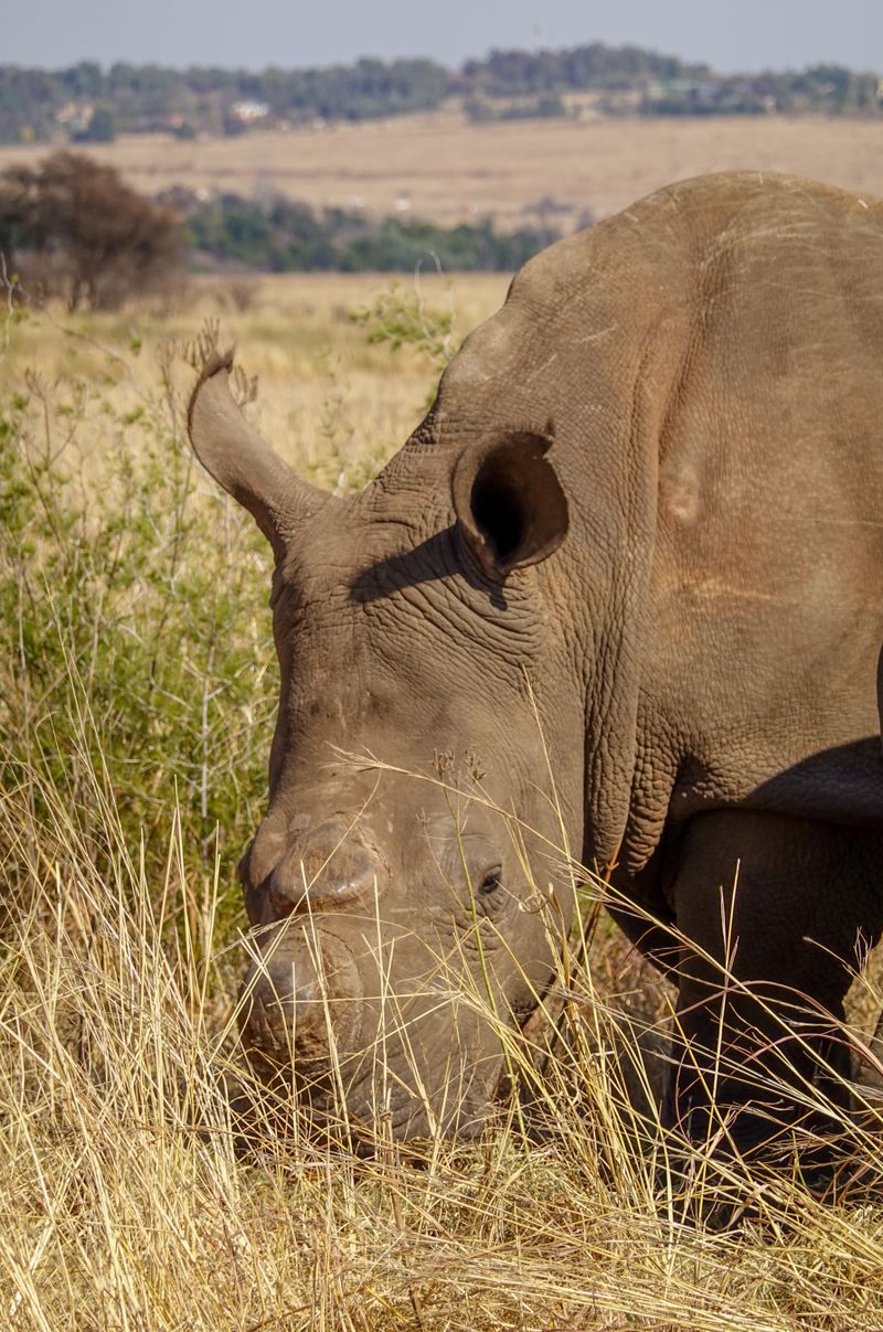 Rhinoceros grazing in the African savanna