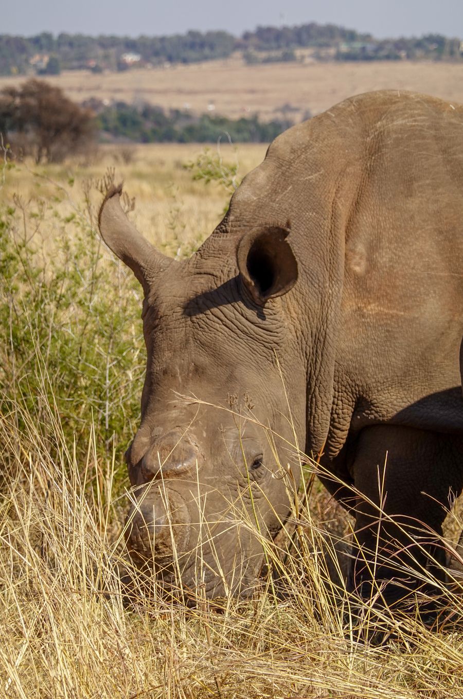 Ol Pejeta — East Africa's premier rhino sanctuary