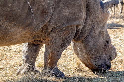 Close-Up Photo of Rhinoceros Animal