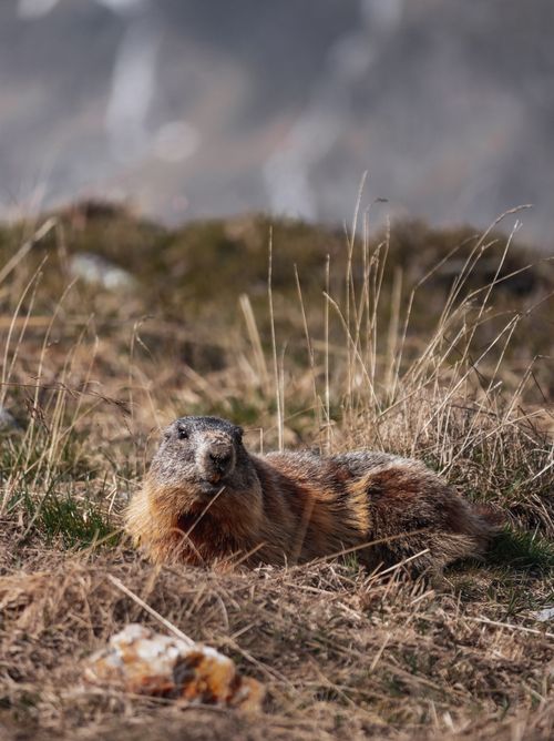 Free A marmot resting among dry grass in a mountainous landscape, showcasing its natural habitat. Stock Photo