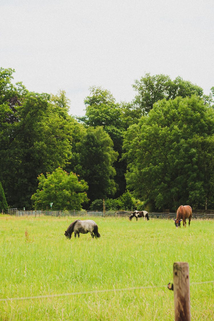 A Horses Eating Grass