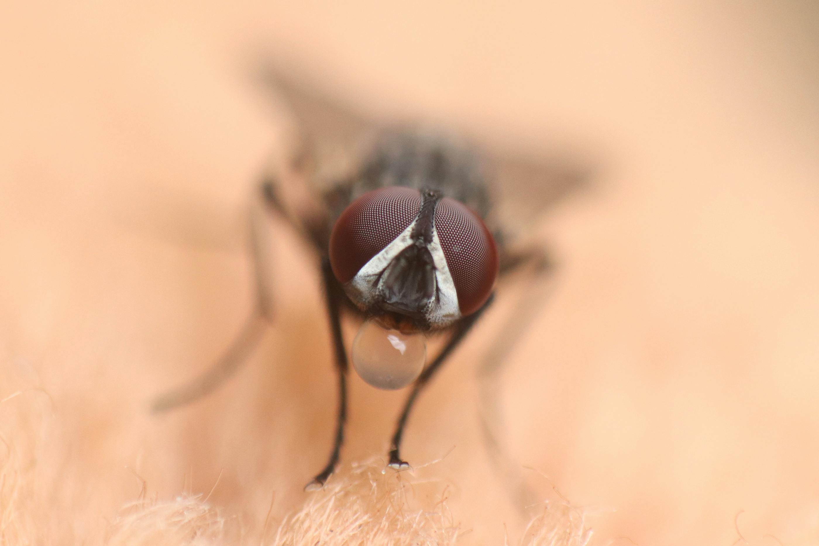 Close-up macro image of a housefly with a water droplet on its mouthparts.
