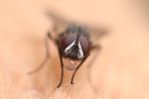 Kostnadsfria Kostnadsfri bild av husfluga, insekt, makroskott Stock foto