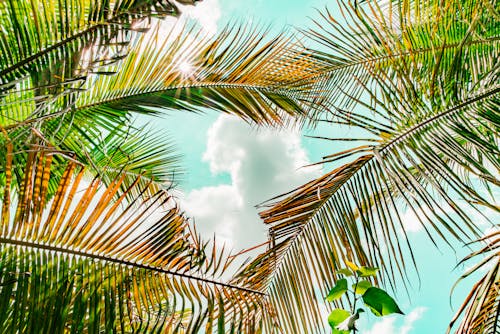 Green Palm Tree Under Blue Sky and White Clouds