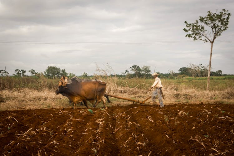 Farmer Plowing The Soil On Field With A Cow