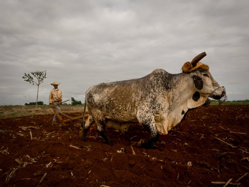 Fotomural Un agricultor trabaja en el campo con un buey, destacando la agricultura tradicional bajo un cielo nublado.