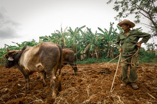 Free Elderly farmer plowing a field with oxen in a banana plantation, showcasing traditional agriculture. Stock Photo