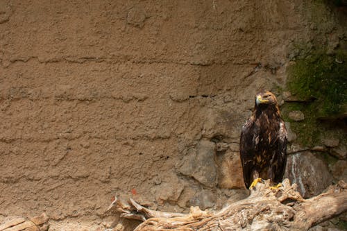Free Golden Eagle Perched on a Wood Stock Photo