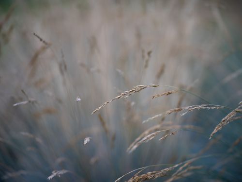 Free Artistic close-up of dry grass blades swaying in the breeze, showcasing natural textures and colors. Stock Photo