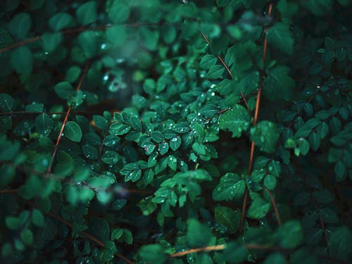 Raindrops on Green Leaves