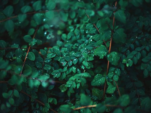 Free Vibrant green leaves with dew, showcasing fresh nature after rain. Stock Photo
