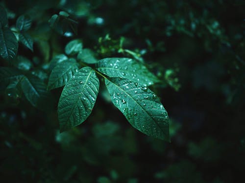 Wet Green Leaves