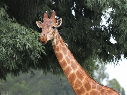 Free Giraffe with long neck reaching for leaves, captured in a serene wildlife setting. Stock Photo