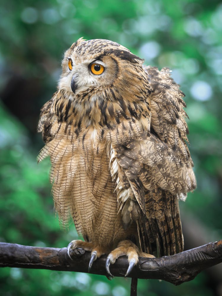 Portrait Of Owl On Branch