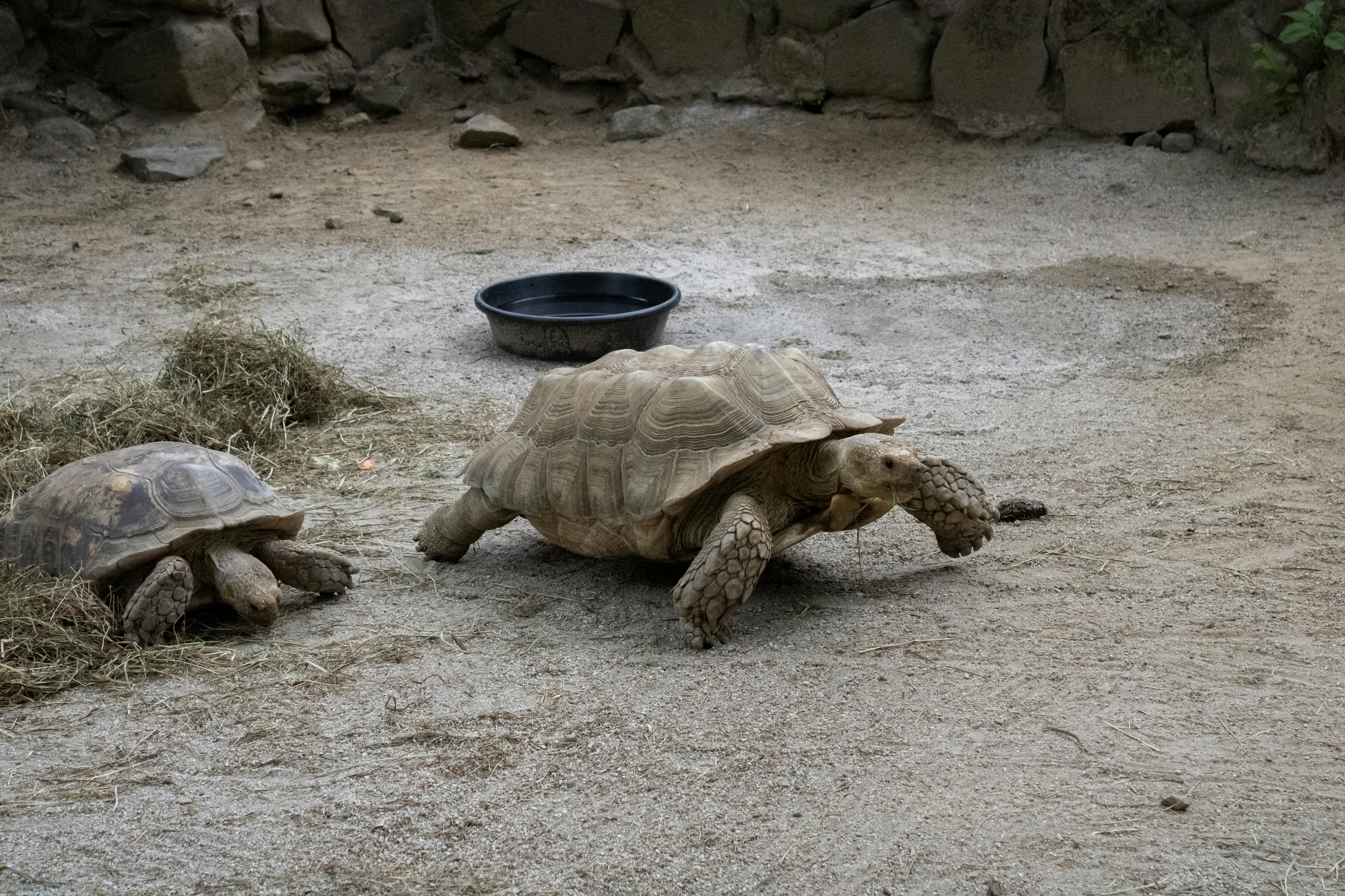 African Spurred Tortoises Photos, Download The BEST Free African