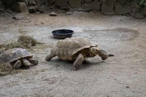 Kostenloses Stock Foto zu afrikanische spornschildkröten, boden, reptilien