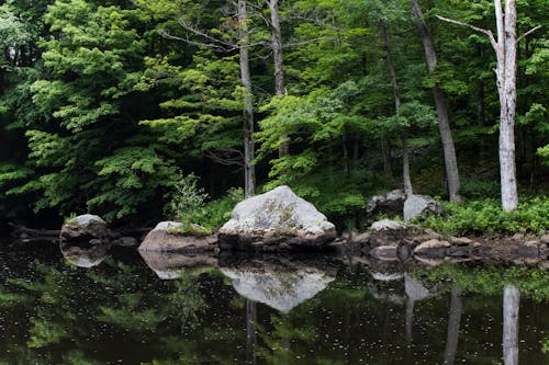 Reflection of Trees and Rocks on River