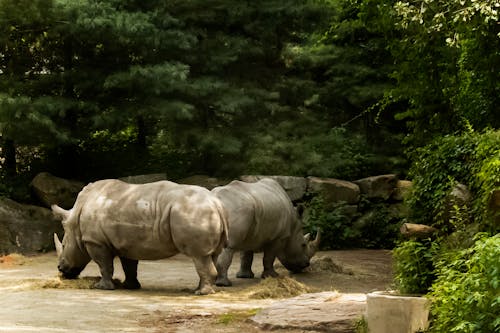 Two Rhinos in a Zoo