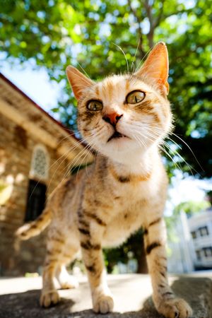 A stray cat