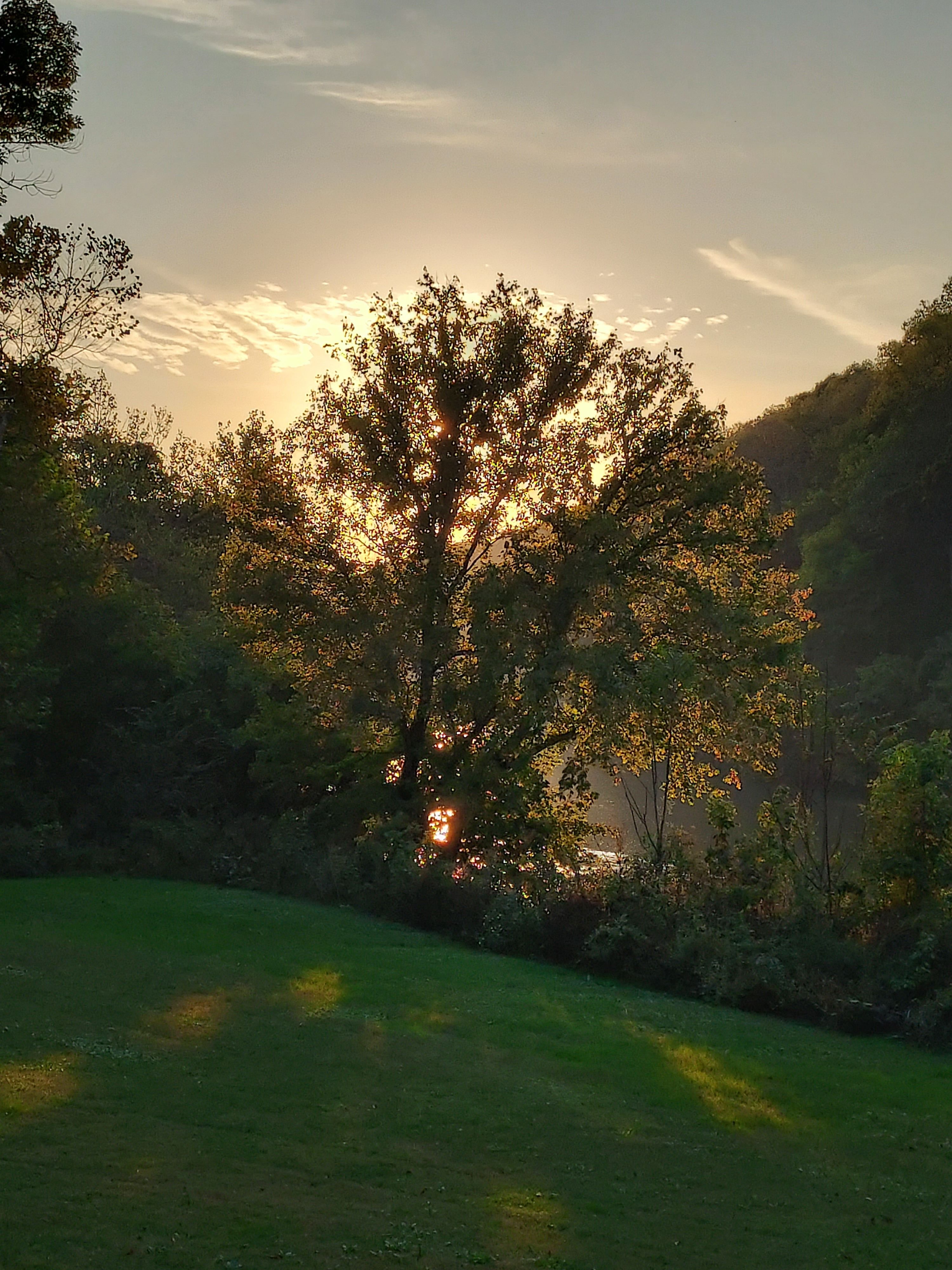 A Tree at Sunset · Free Stock Photo