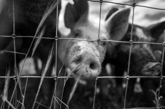 Grayscale image of pigs behind a wire fence, focusing on the snout in a farm setting.