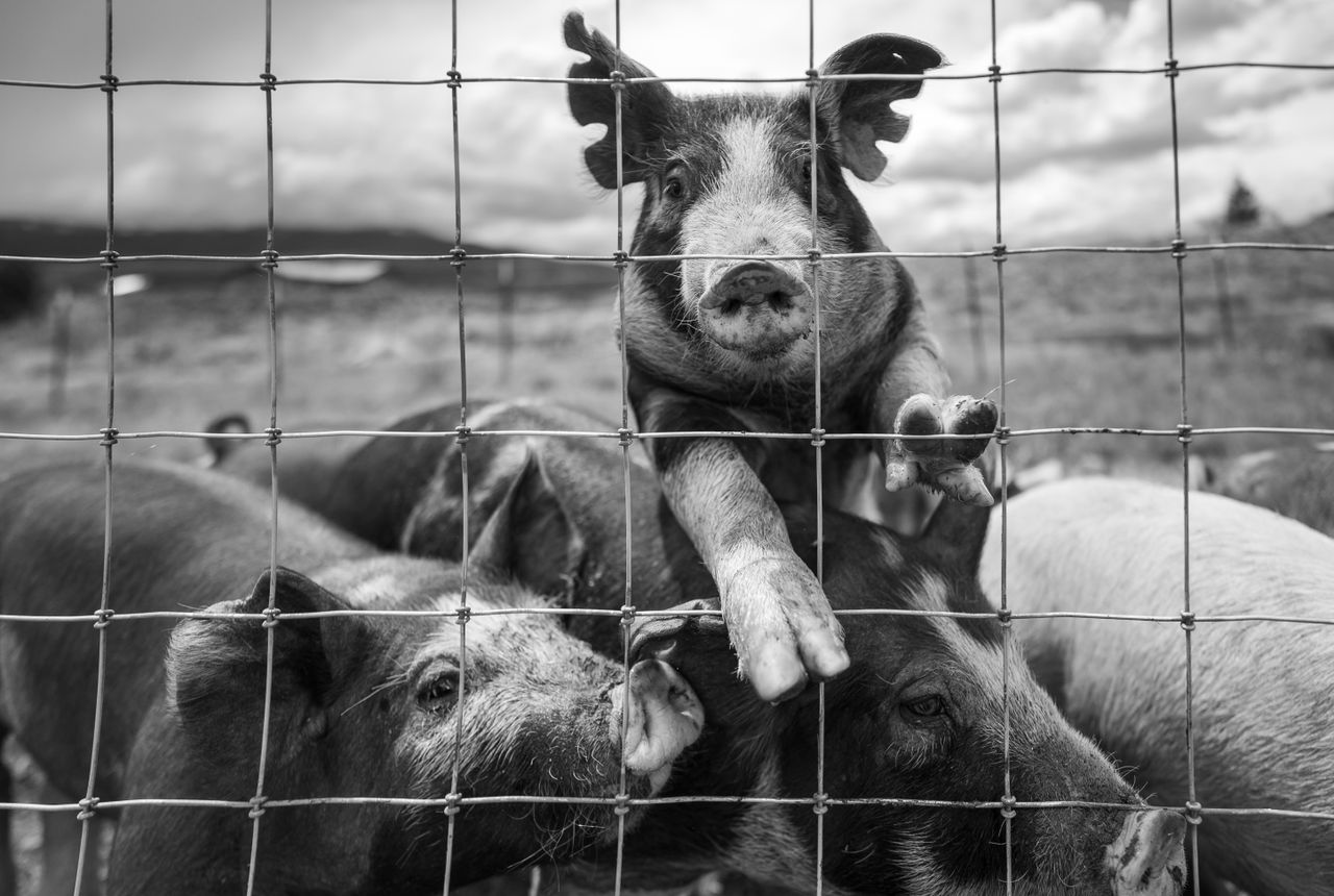 a group of pigs curiously peers through a fence on a farm captured in