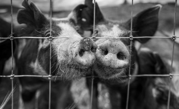Black and white close-up of young pigs sniffing through a farmyard fence. Perfect portrait for animal lovers.