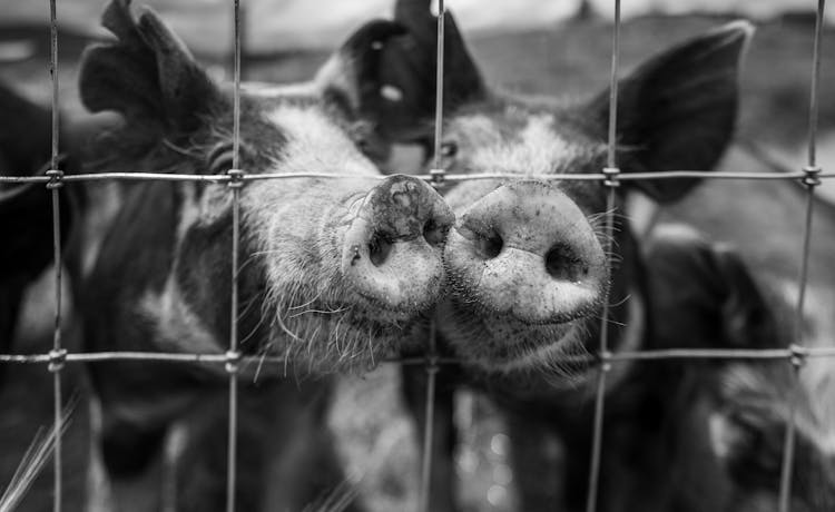 Cute Young Pigs Behind Fencing